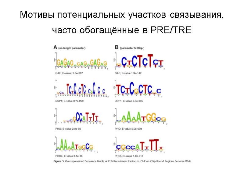 Мотивы потенциальных участков связывания, часто обогащённые в PRE/TRE